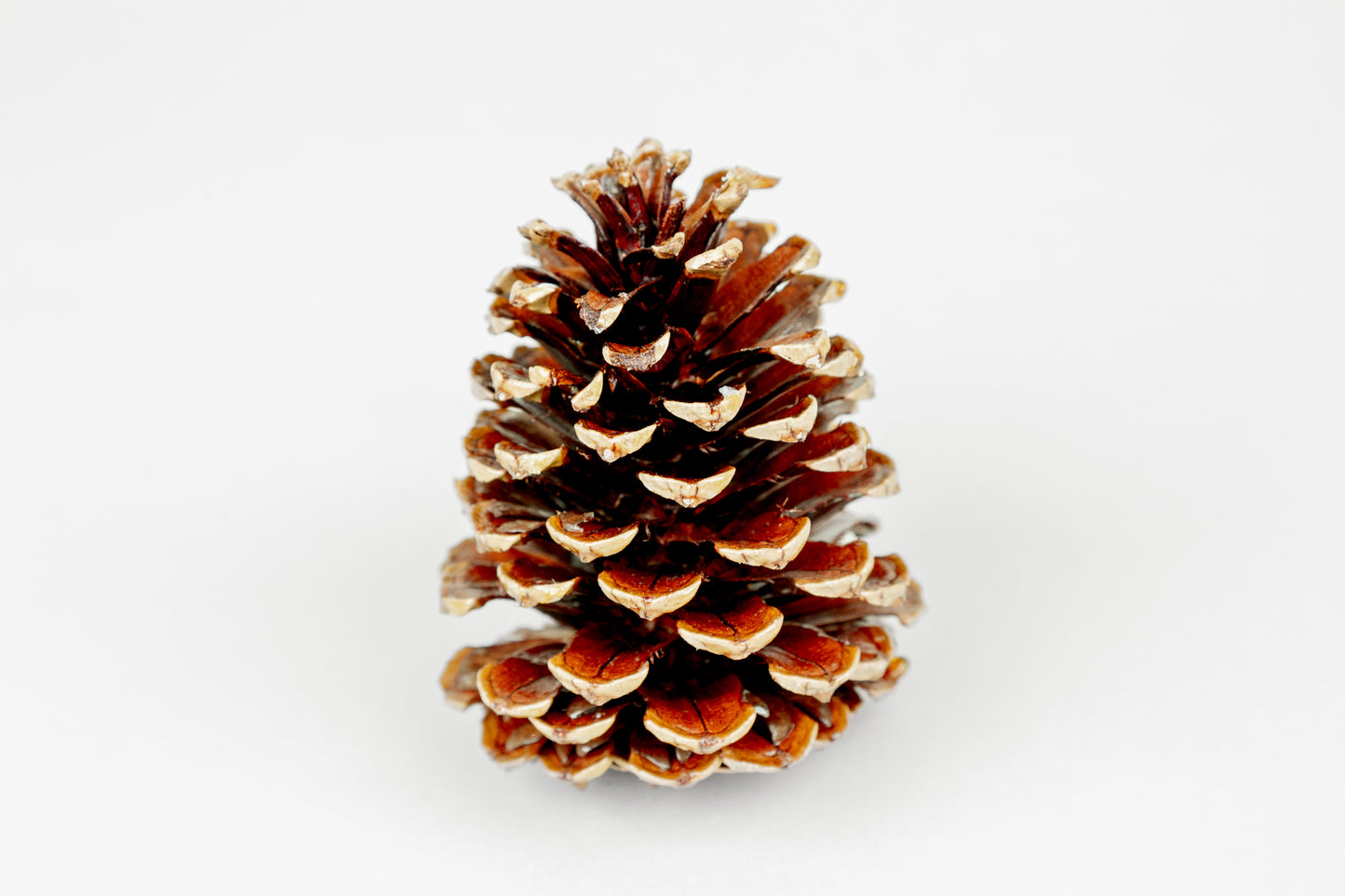 Slash Cones (4-6"), 100 Pcs - 18" Hyacinth Pick