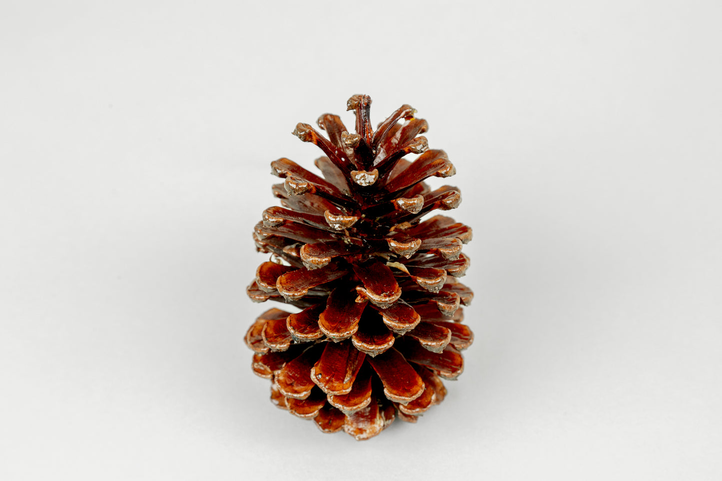 Slash Cones (4-6"), 100 Pcs - 18" Hyacinth Pick