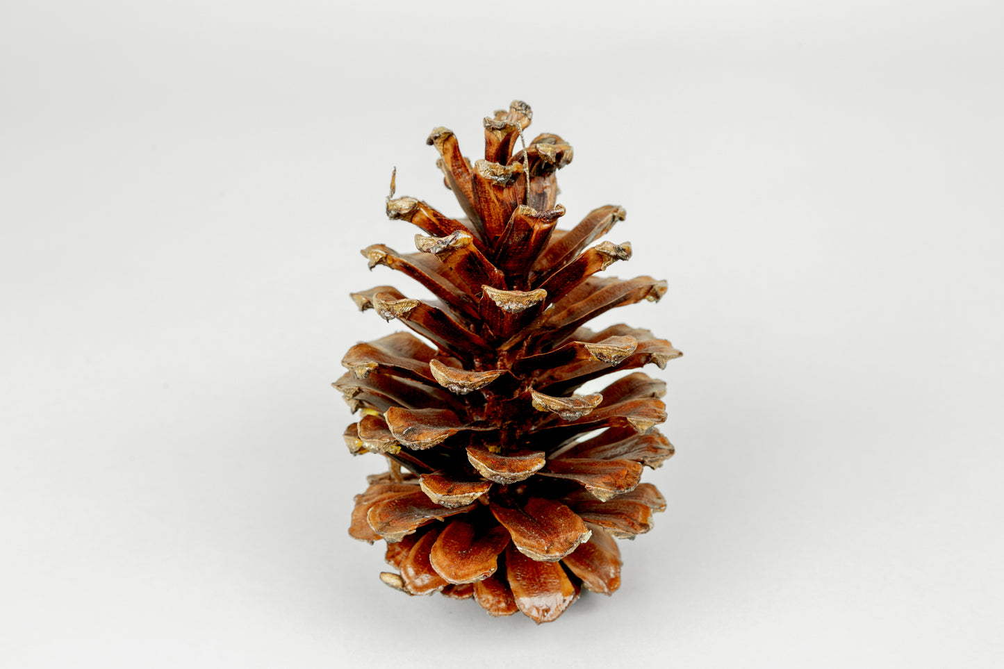Long Leaf Cones (6-8"), 100 Pcs