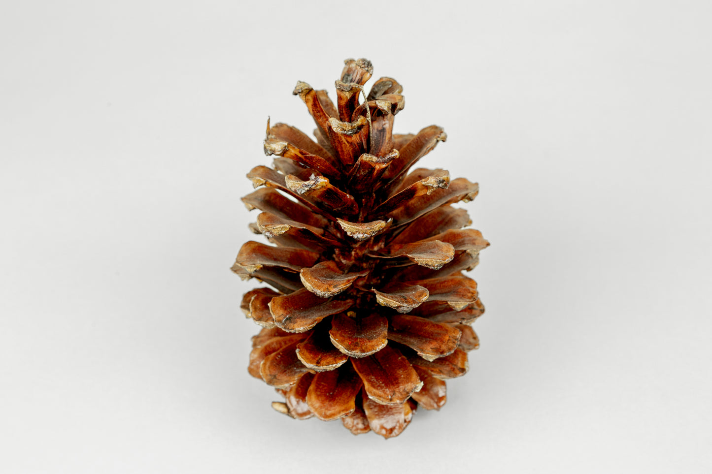 Long Leaf Cones (6-8"), 100 Pcs