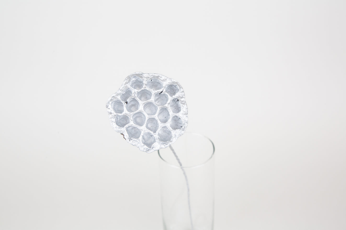 Lotus Pods 3-4" On a Pick