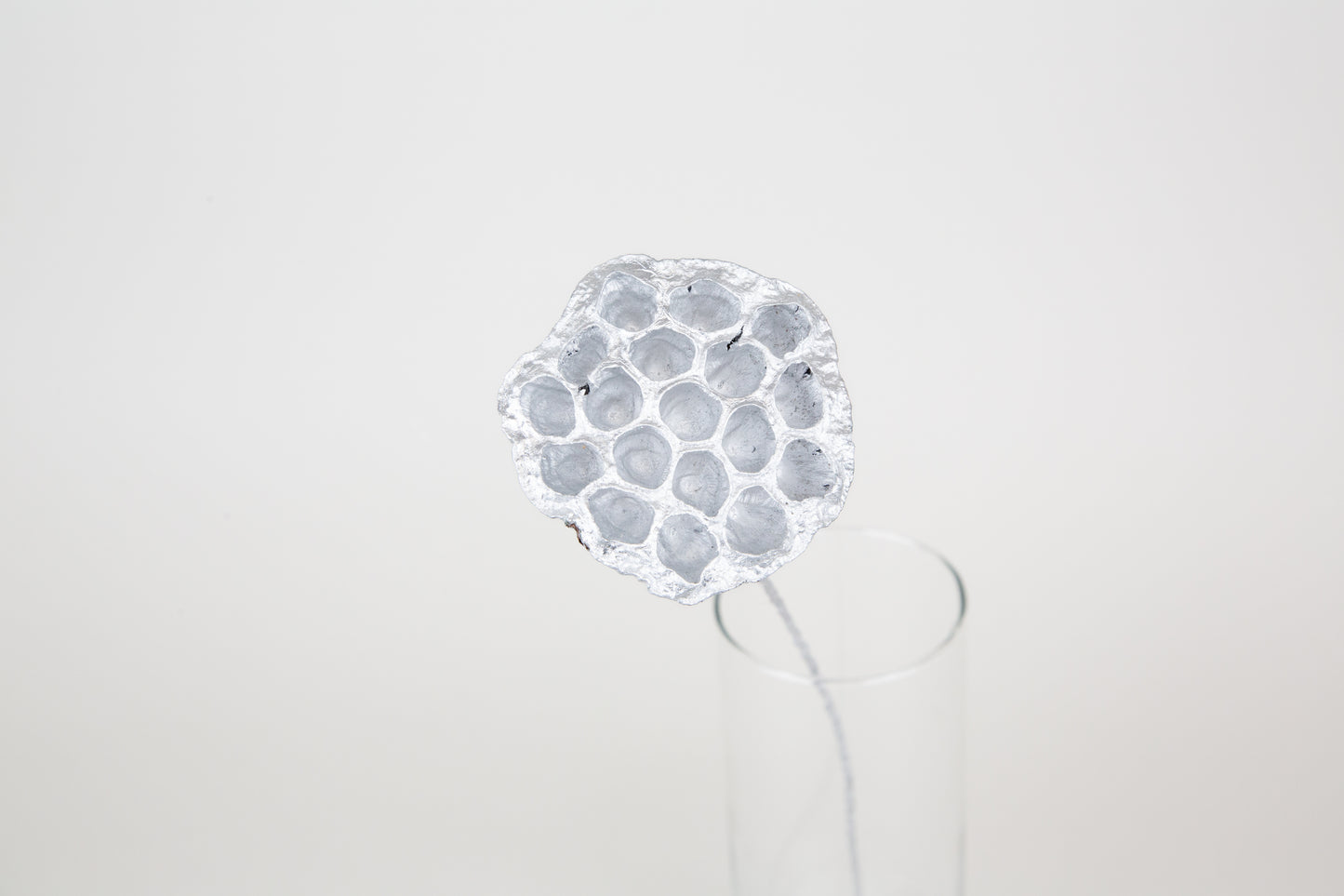 Lotus Pods 3-4" On a Pick