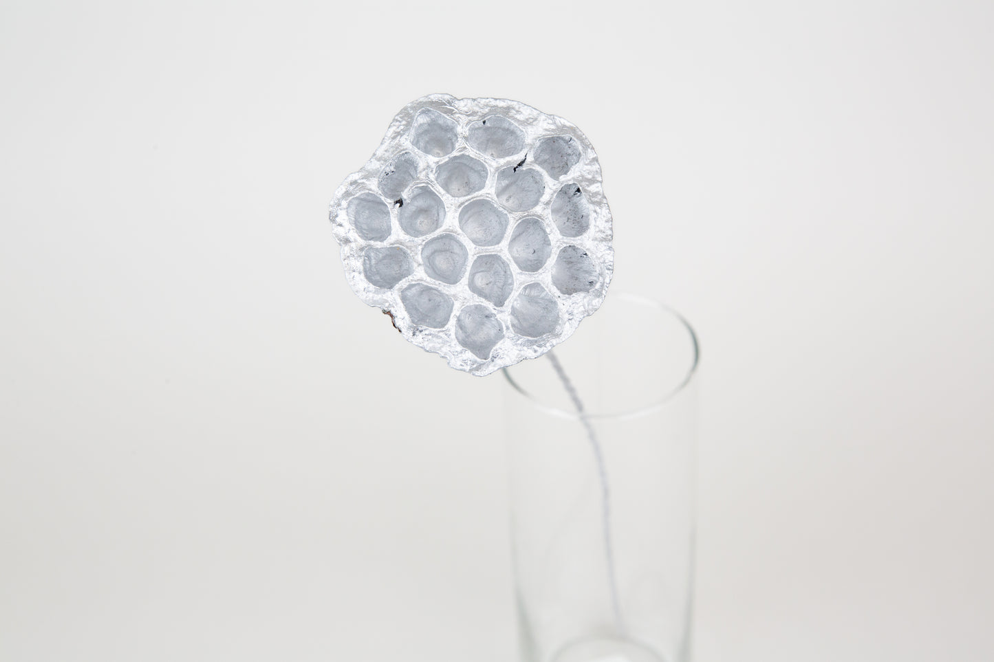 Lotus Pods 3-4" On a Pick