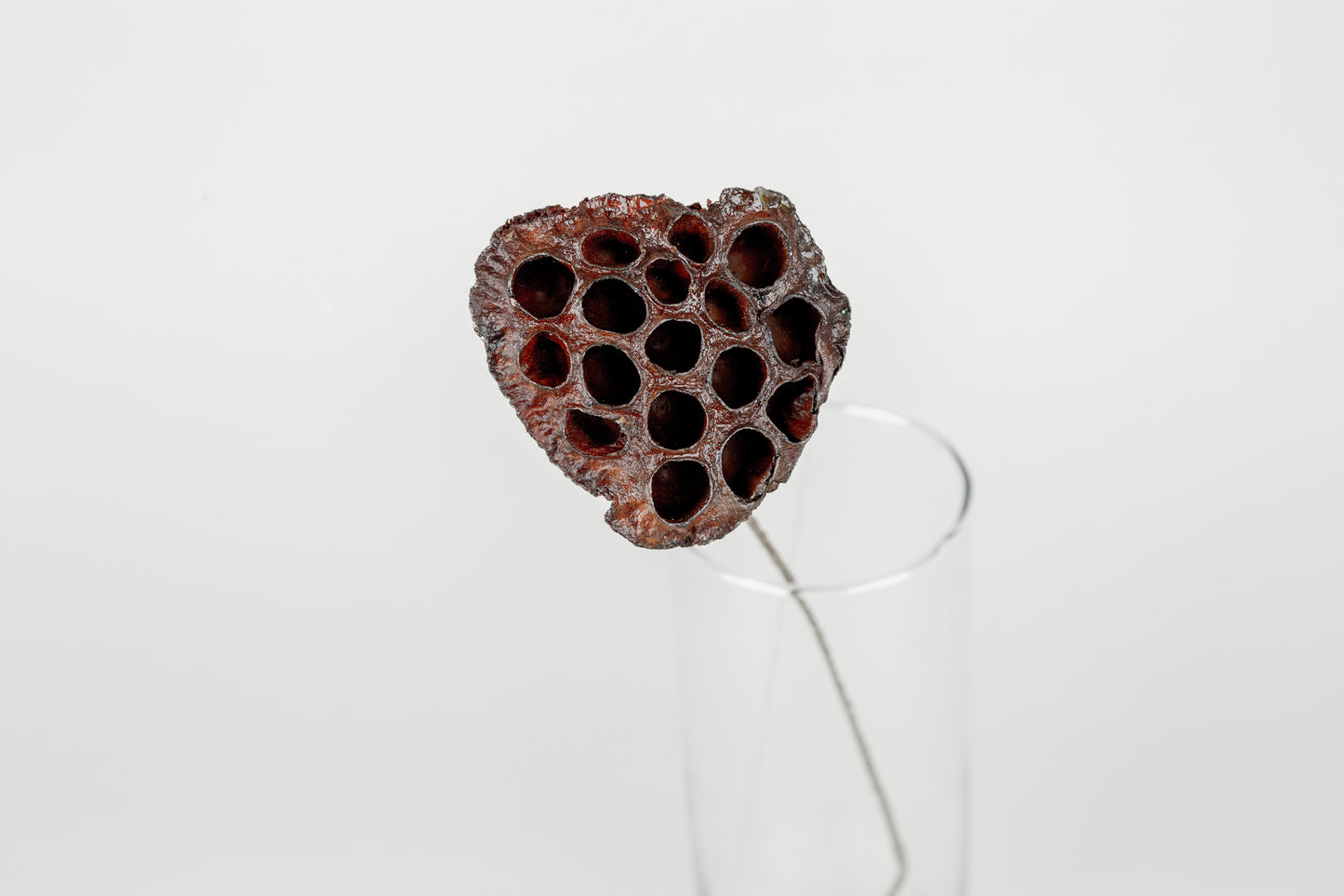 Lotus Pods 3-4" On a Pick