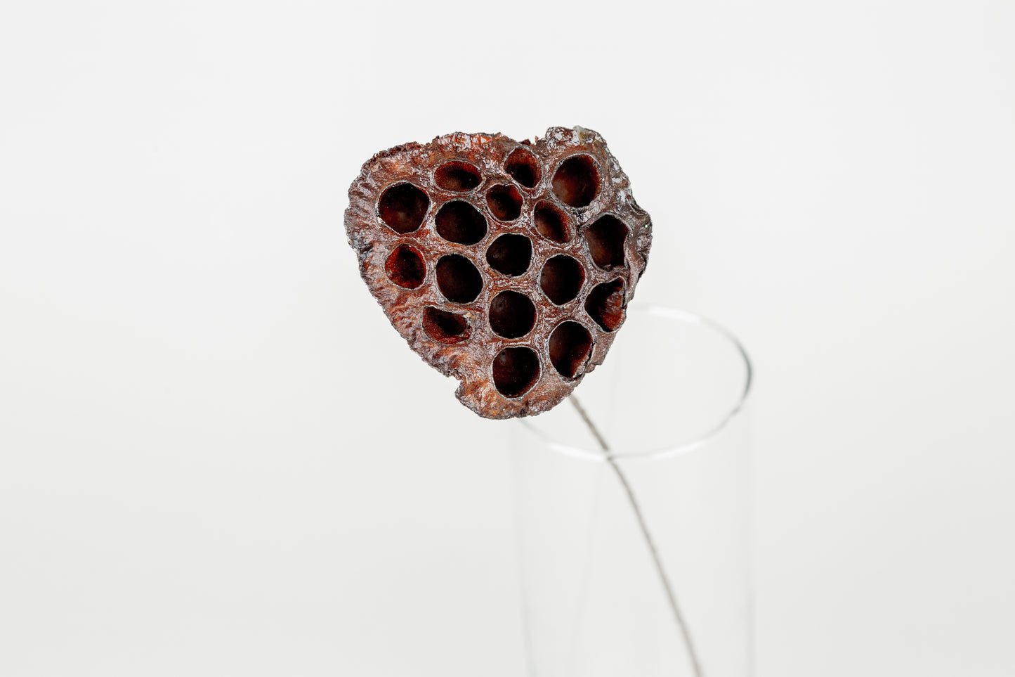 Lotus Pods 3-4" On a Pick