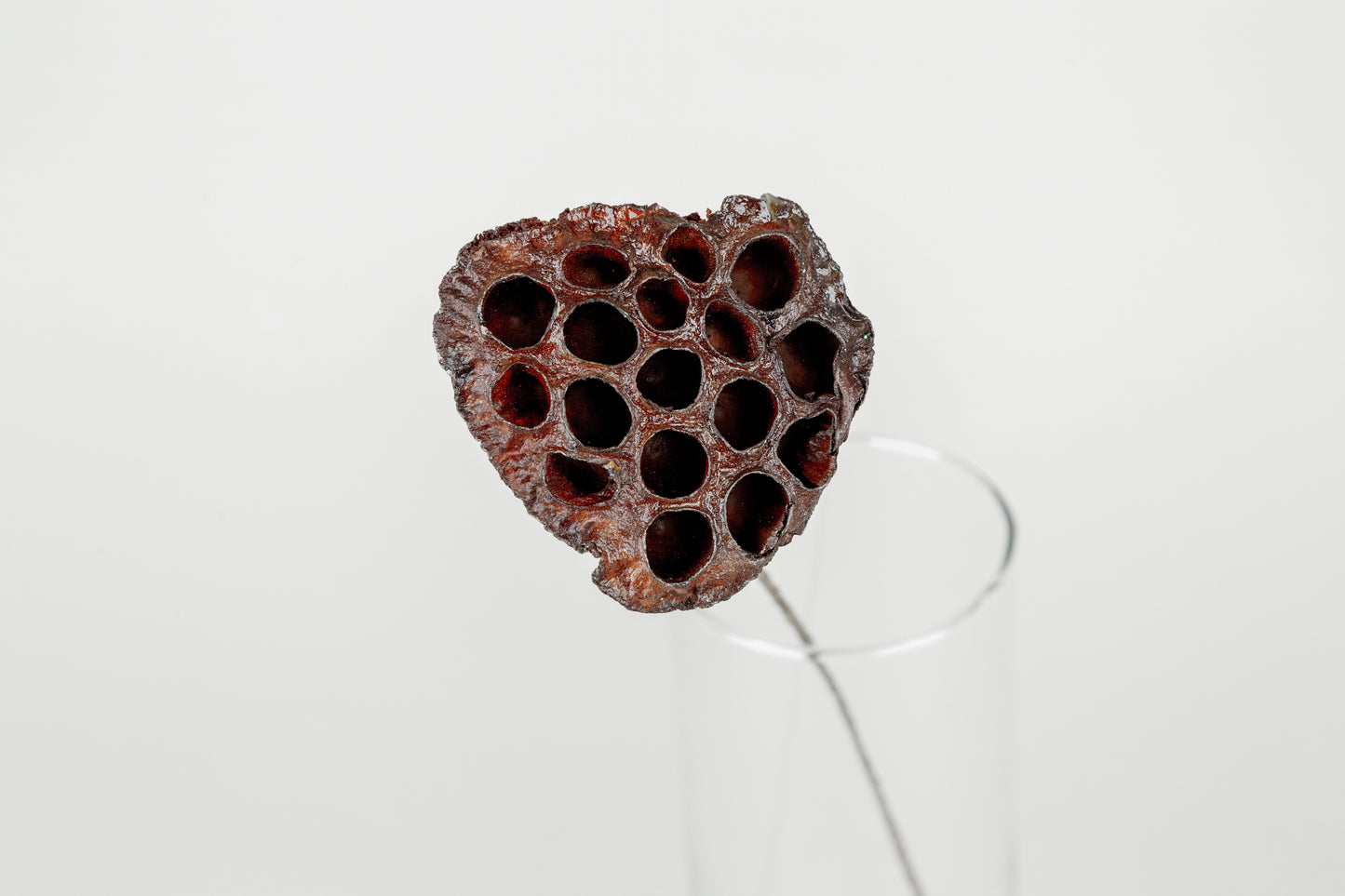 Lotus Pods 3-4" On a Pick