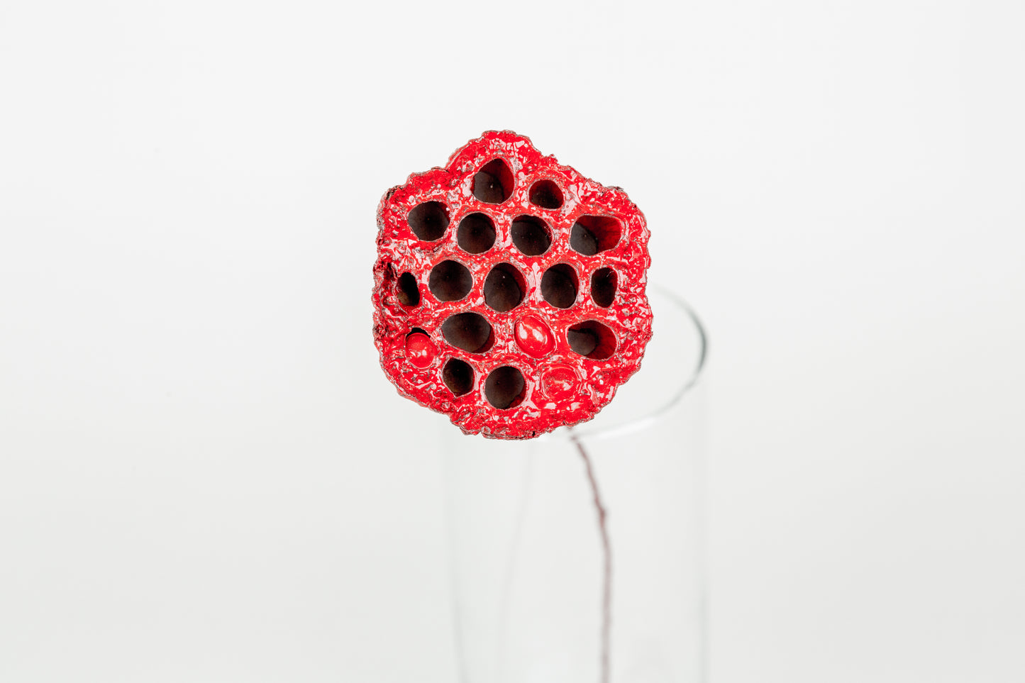 Lotus Pods 3-4" On a Pick