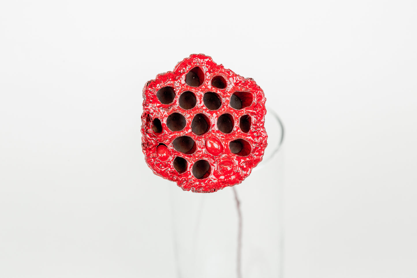 Lotus Pods 3-4" On a Pick