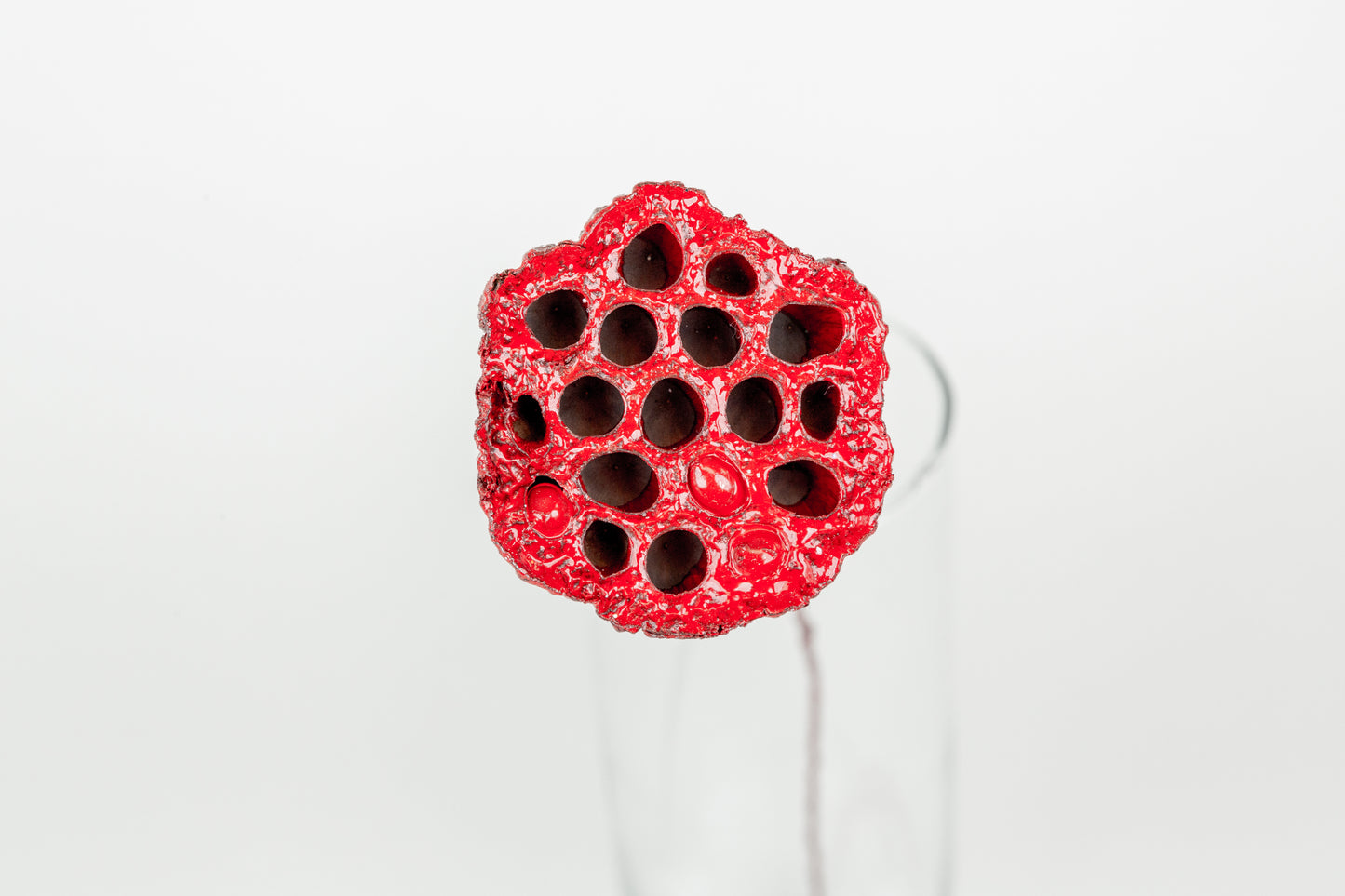 Lotus Pods 3-4" On a Pick