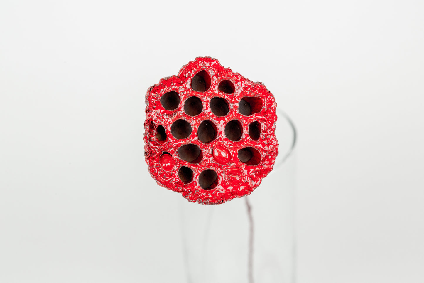 Lotus Pods 3-4" On a Pick