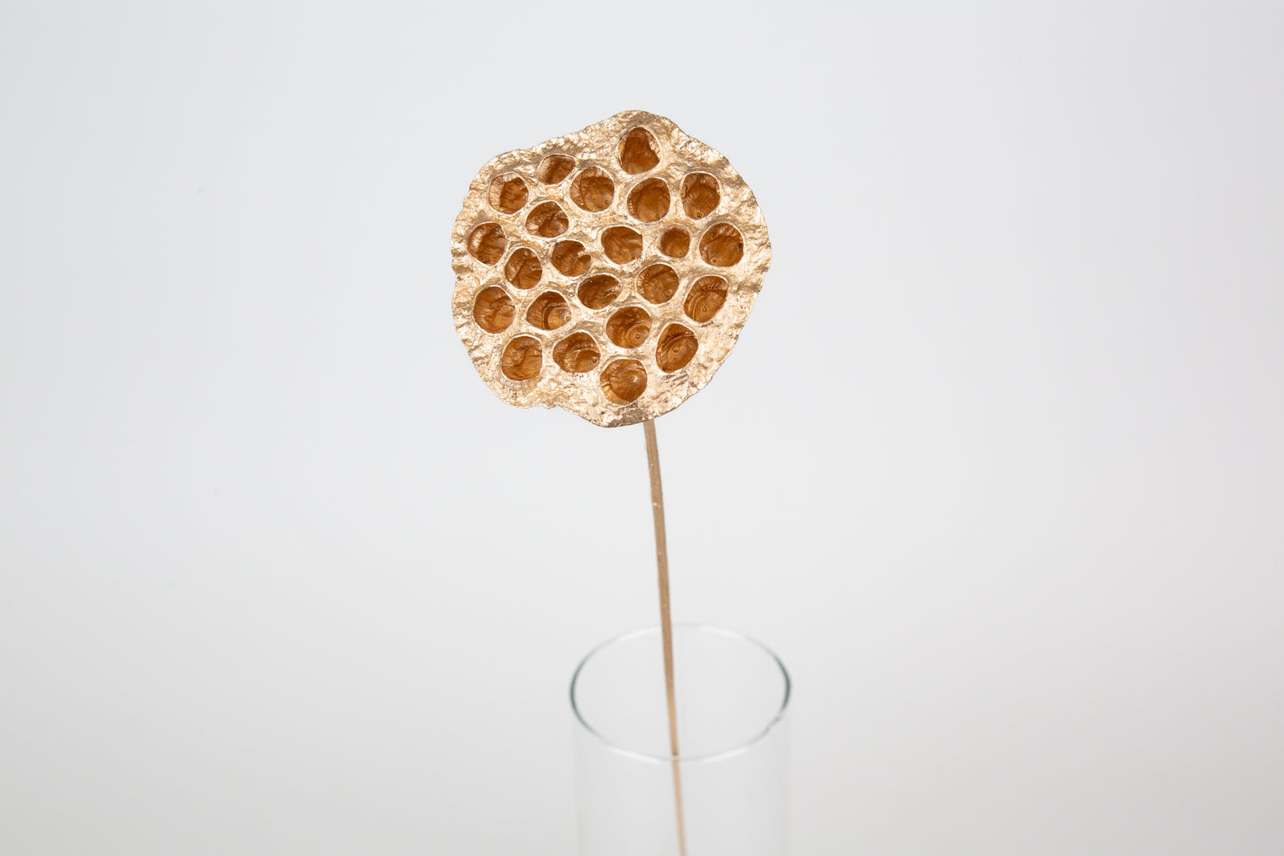 Lotus Pods 3-4" On a Pick