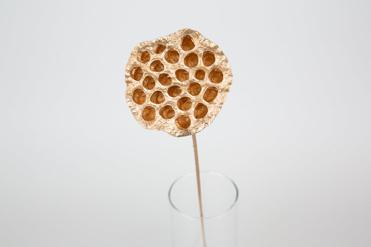 Lotus Pods 3-4" On a Pick