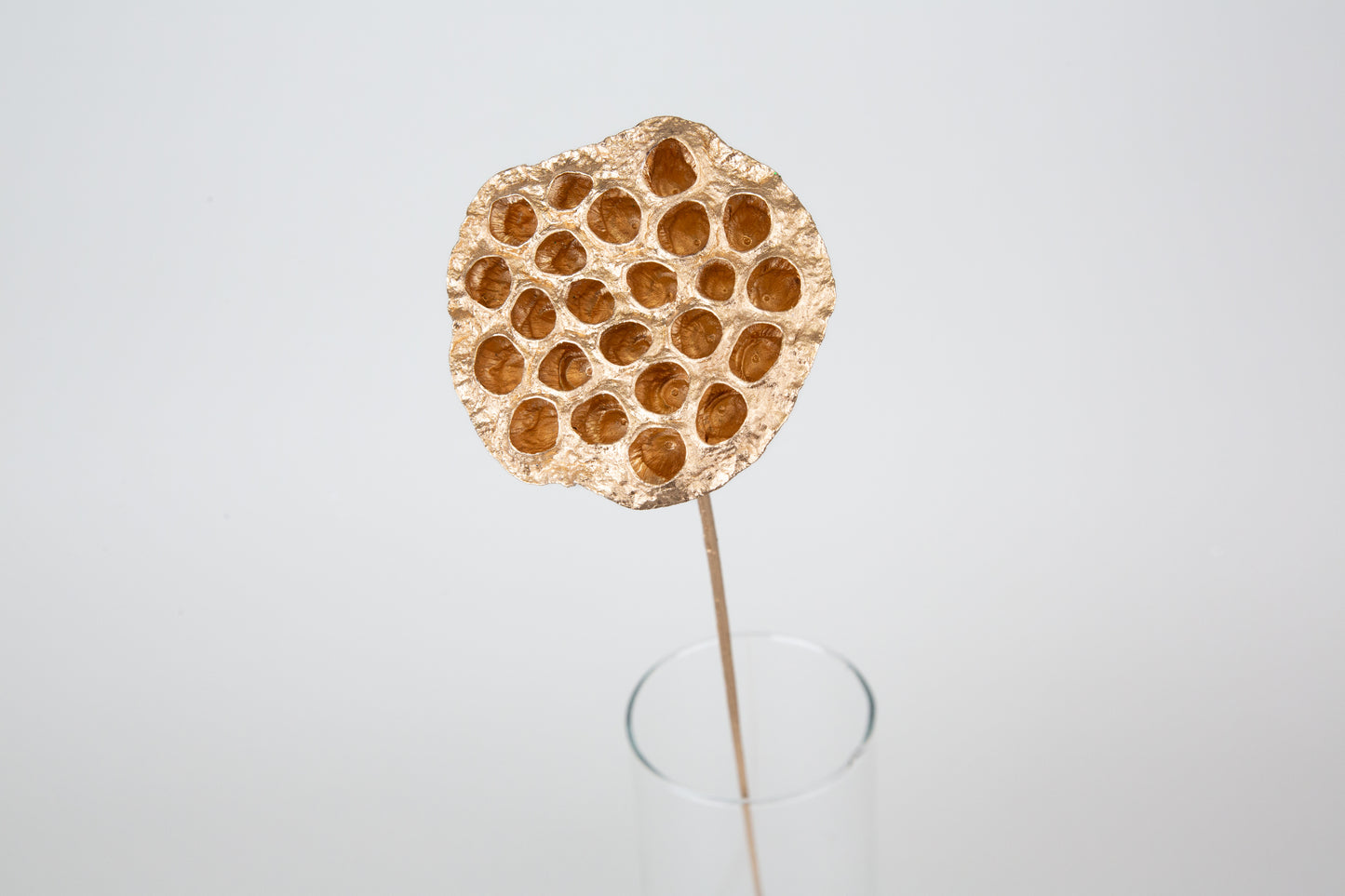 Lotus Pods 3-4" On a Pick