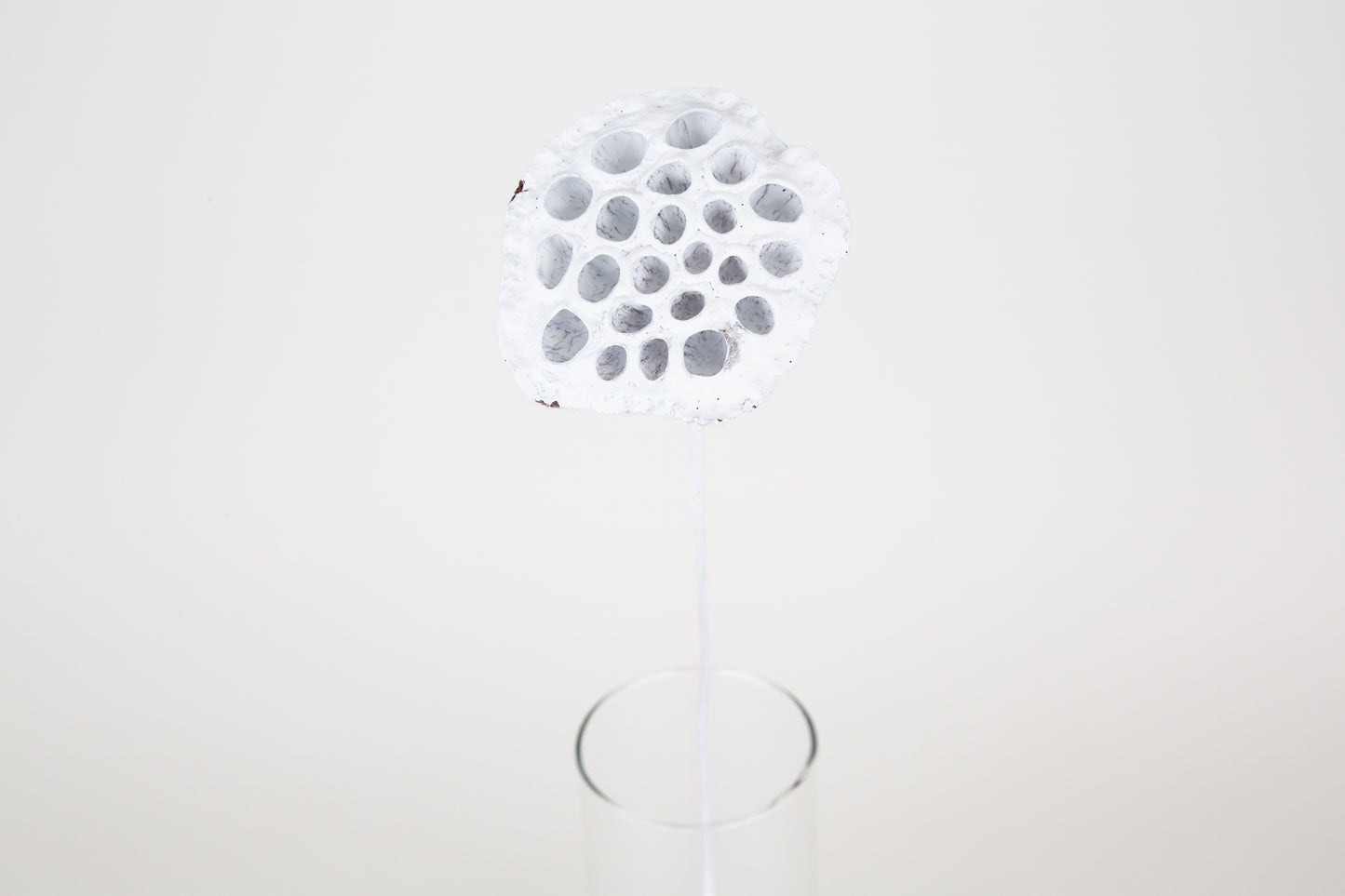Lotus Pods 3-4" On a Pick