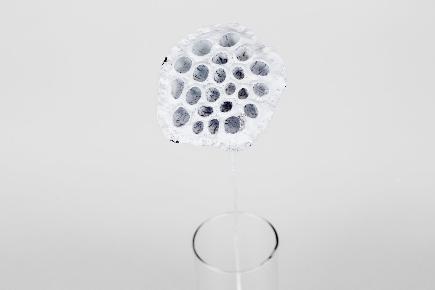 Lotus Pods 3-4" On a Pick