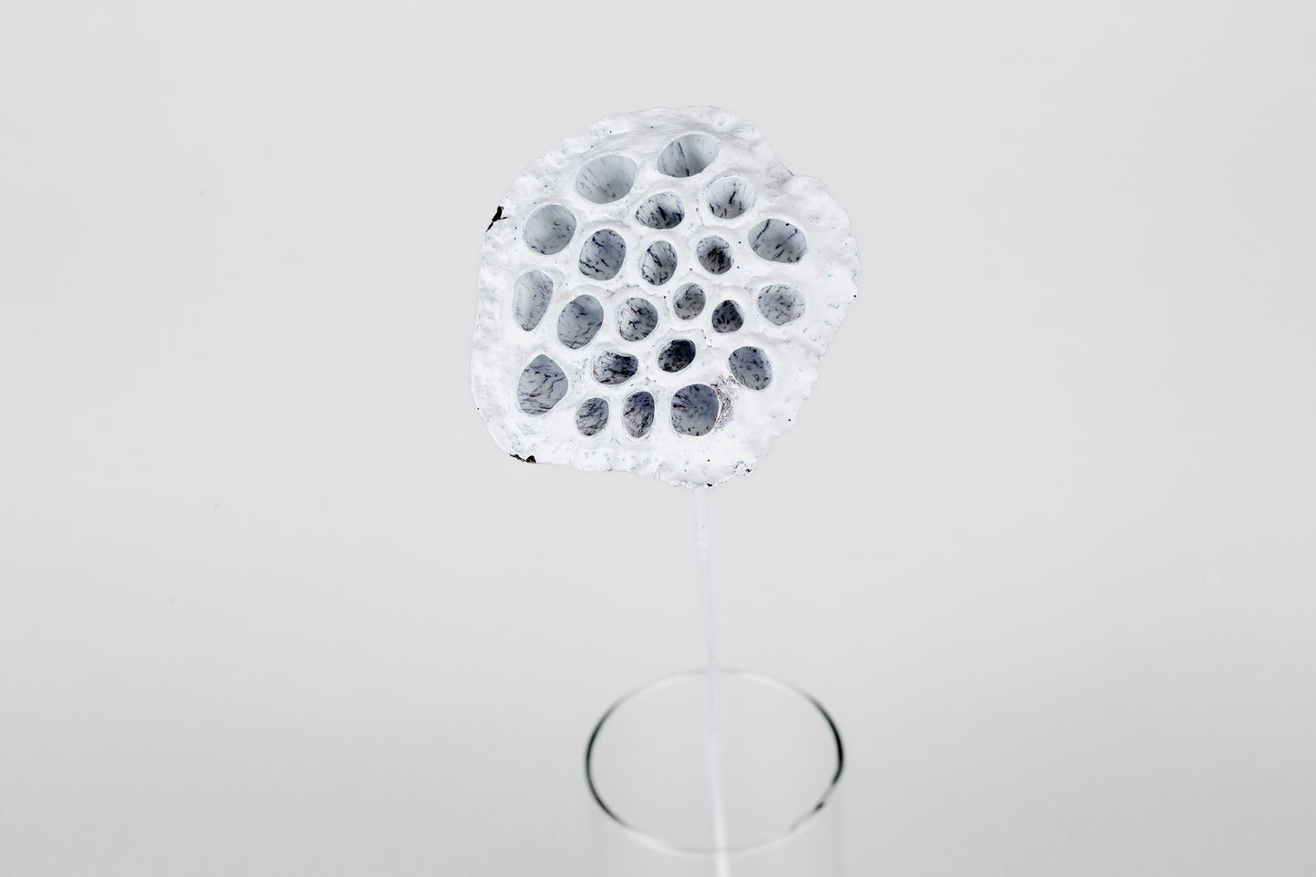 Lotus Pods 3-4" On a Pick