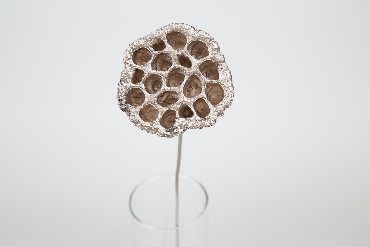 Lotus Pods 3-4" On a Pick
