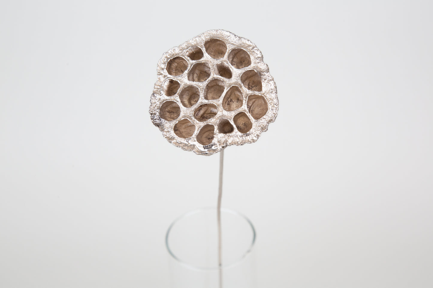 Lotus Pods 3-4" On a Pick