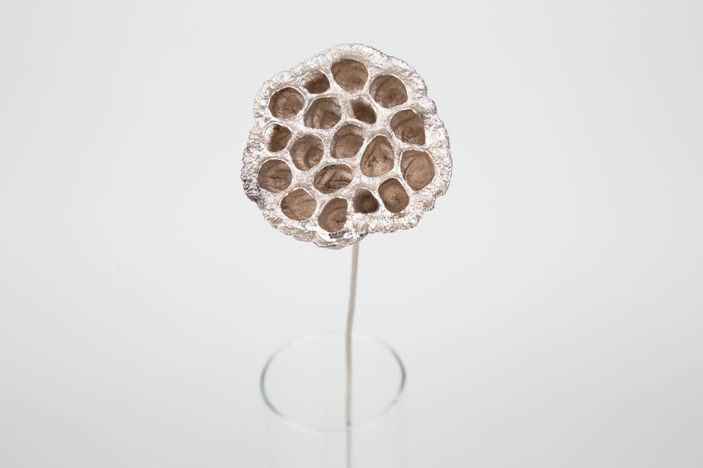 Lotus Pods 3-4" On a Pick