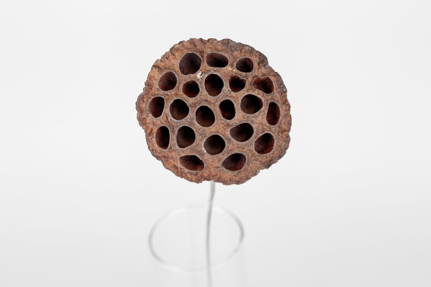 Lotus Pods 3-4" On a Pick