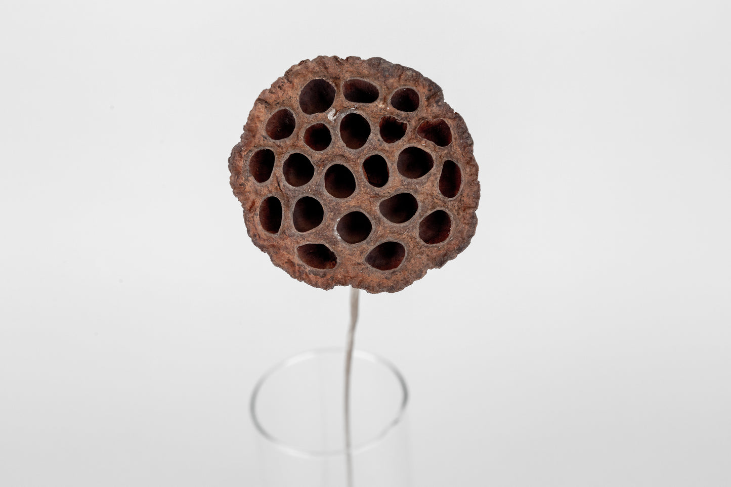 Lotus Pods 3-4" On a Pick