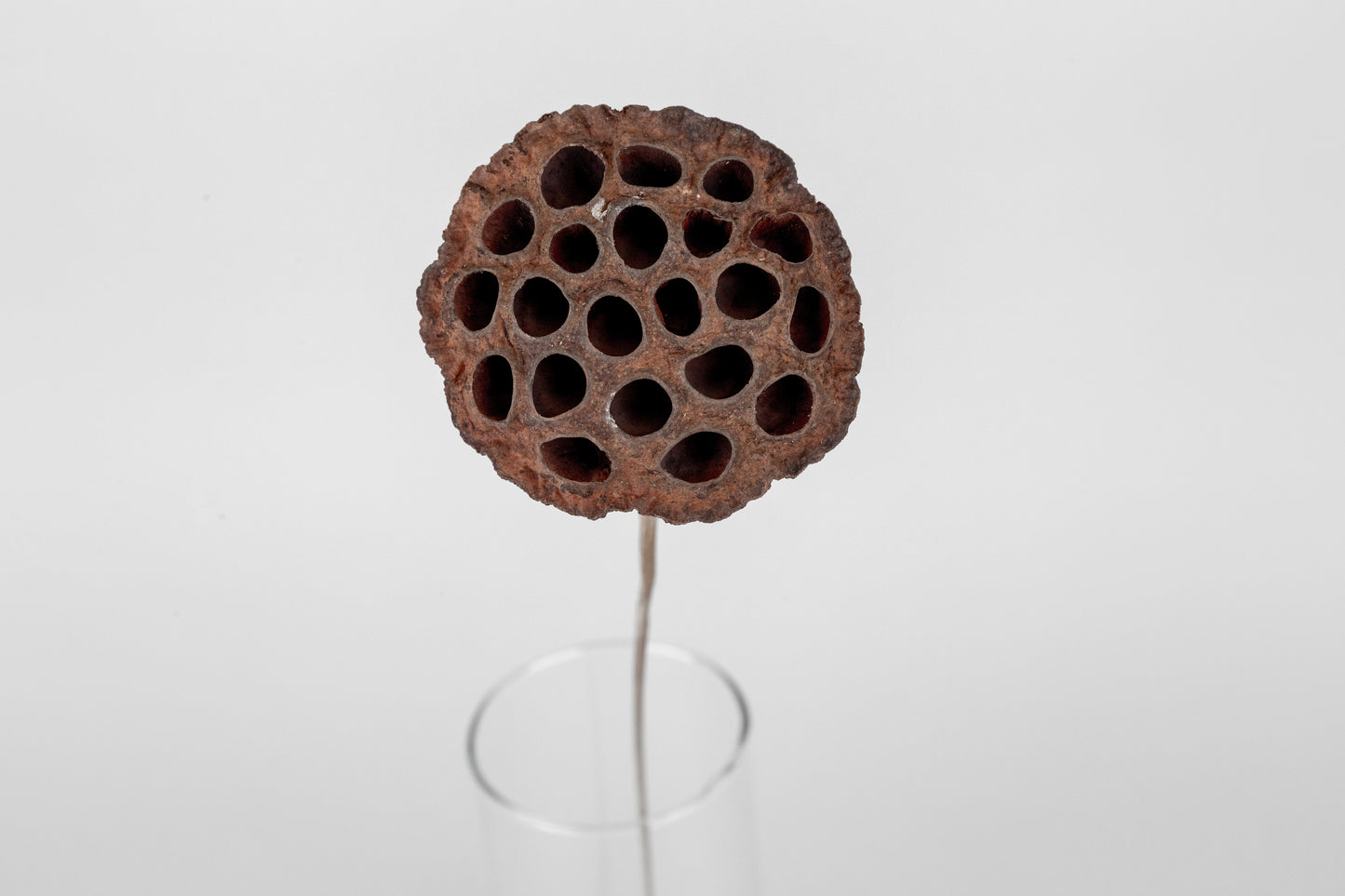 Lotus Pods 3-4" On a Pick