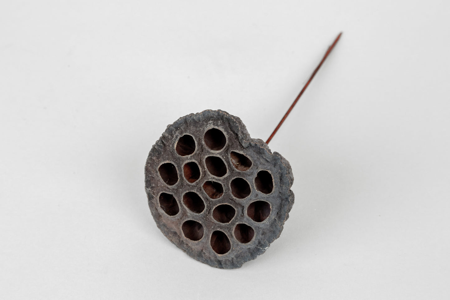 Lotus Pods 3-4" On a Pick