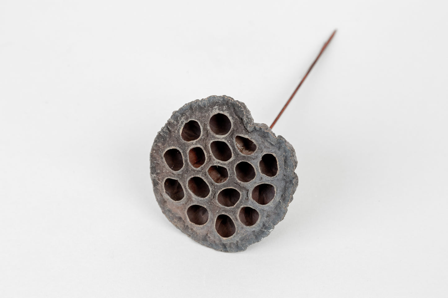 Lotus Pods 3-4" On a Pick