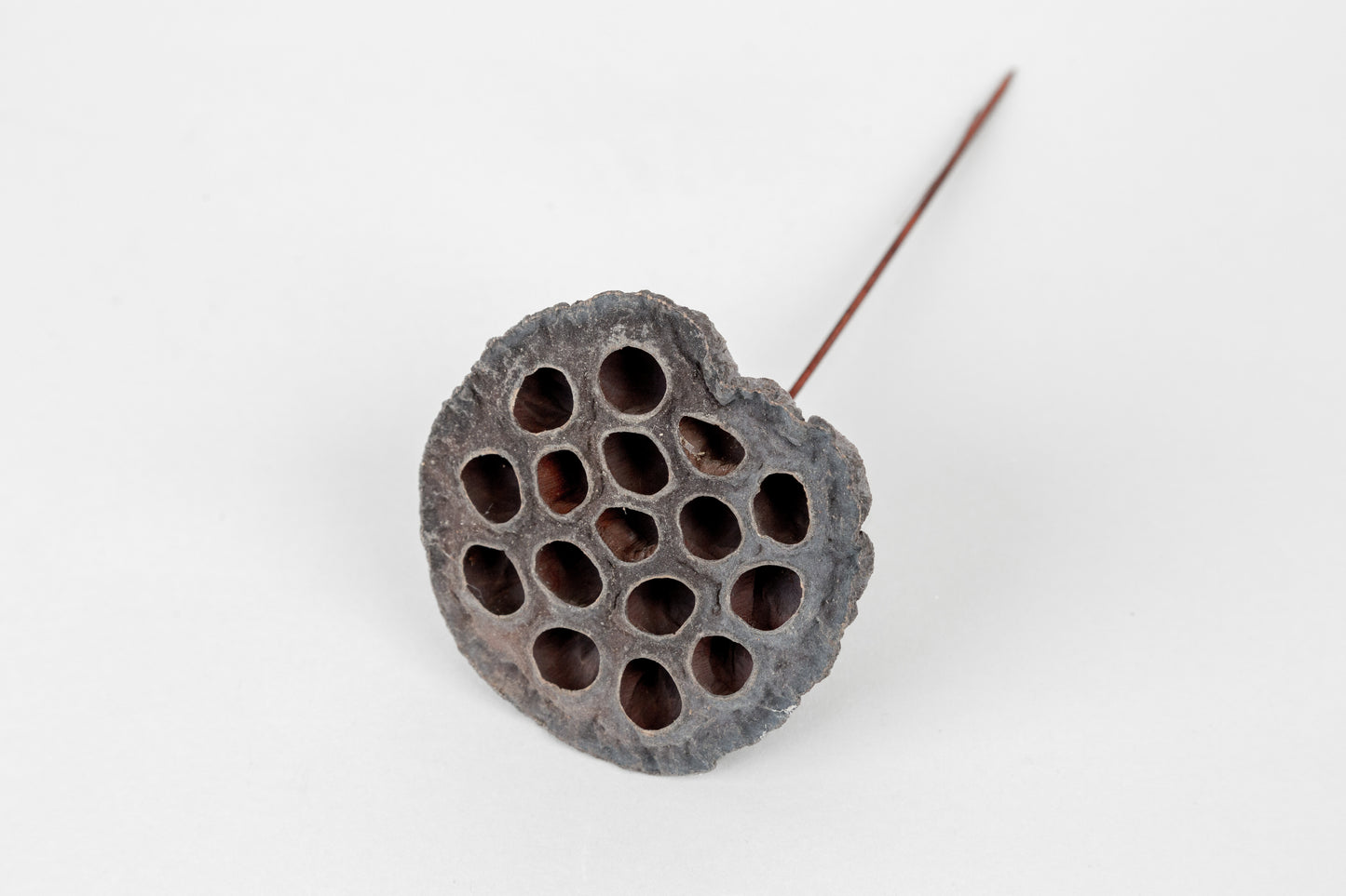 Lotus Pods 3-4" On a Pick