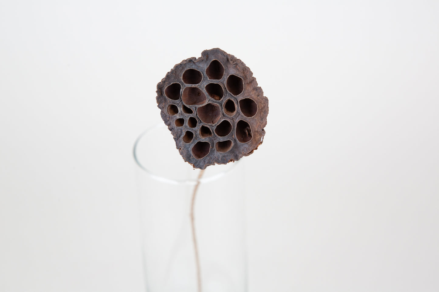 Lotus Pods 3-4" On a Pick
