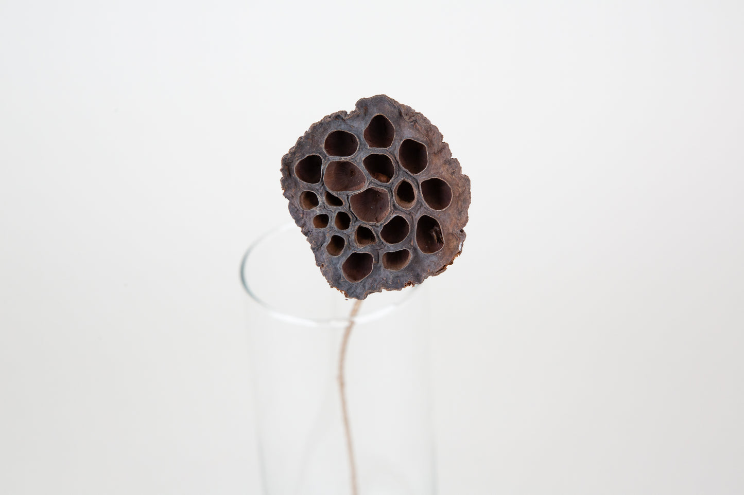 Lotus Pods 3-4" On a Pick