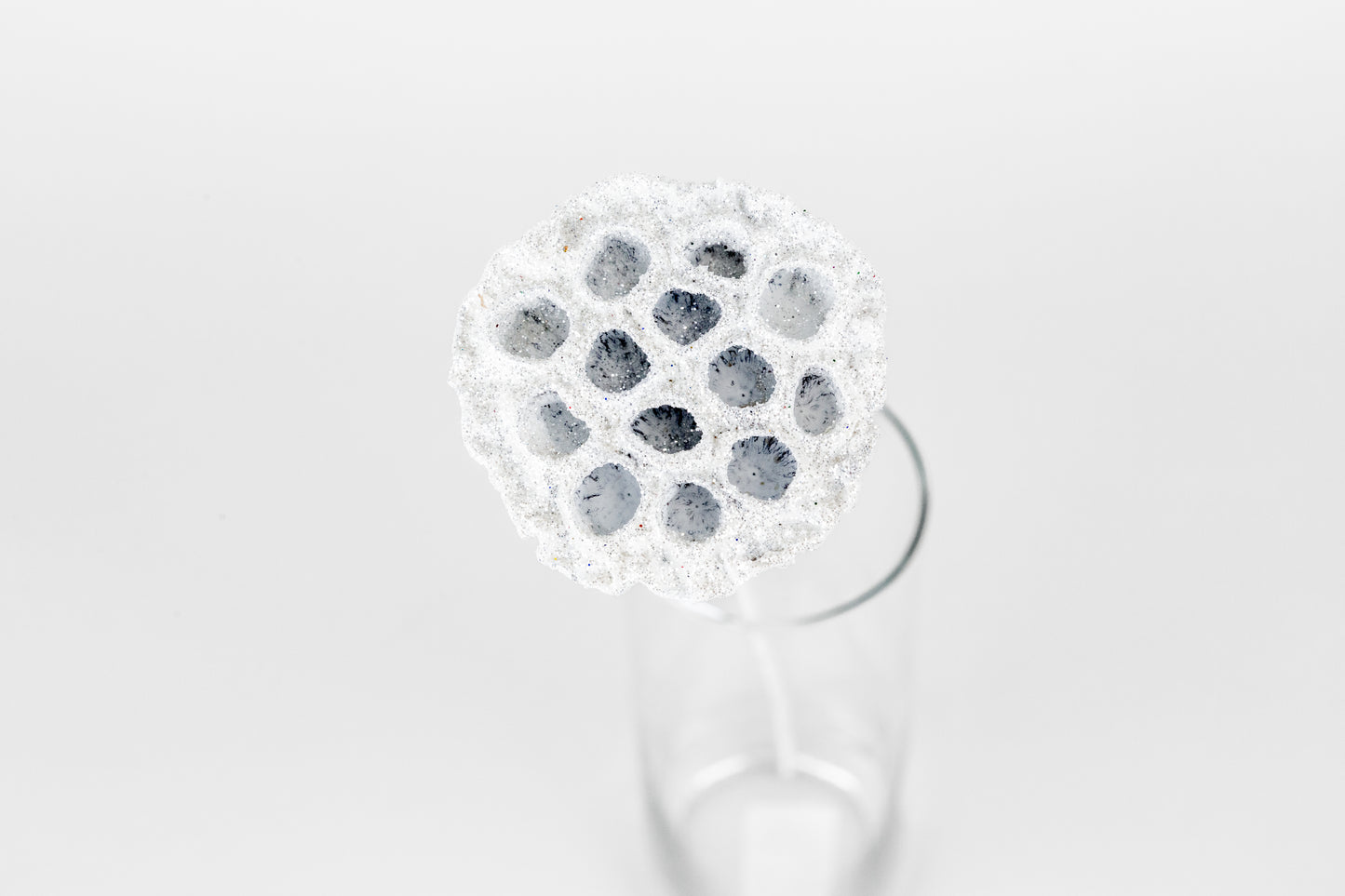 Lotus Pods 3-4" On a Pick