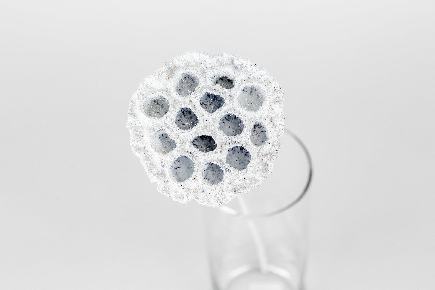 Lotus Pods 3-4" On a Pick