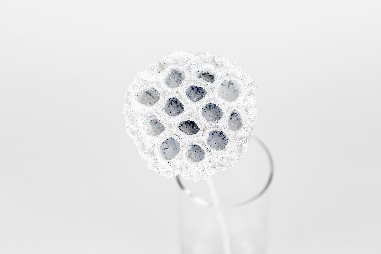 Lotus Pods 3-4" On a Pick