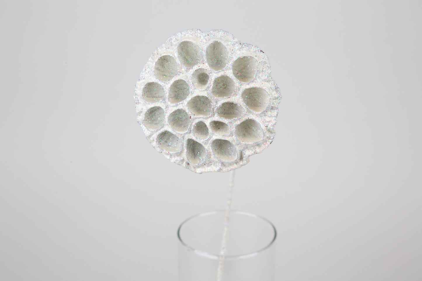 Lotus Pods 3-4" On a Pick
