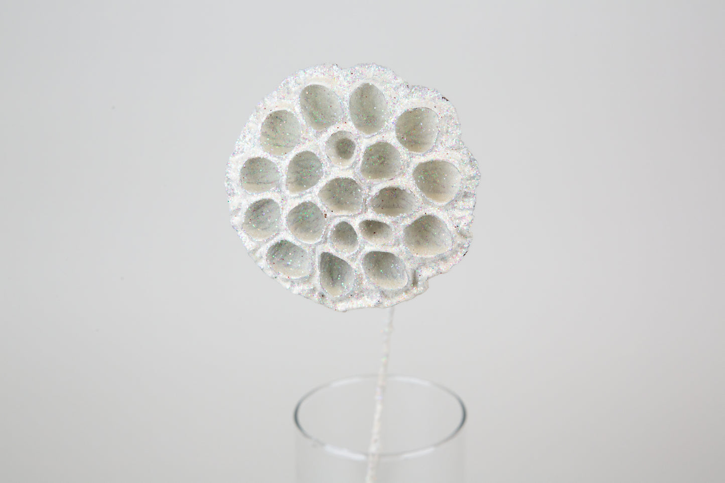 Lotus Pods 3-4" On a Pick