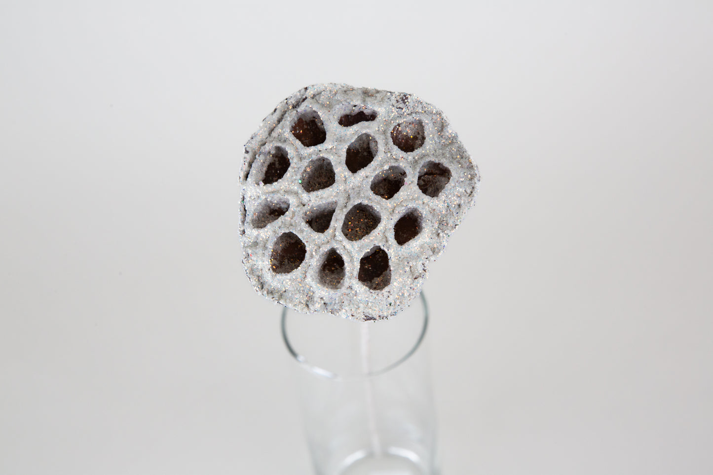 Lotus Pods 3-4" On a Pick