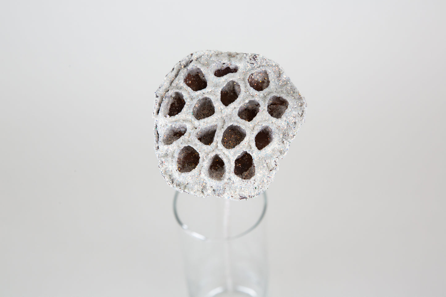 Lotus Pods 3-4" On a Pick