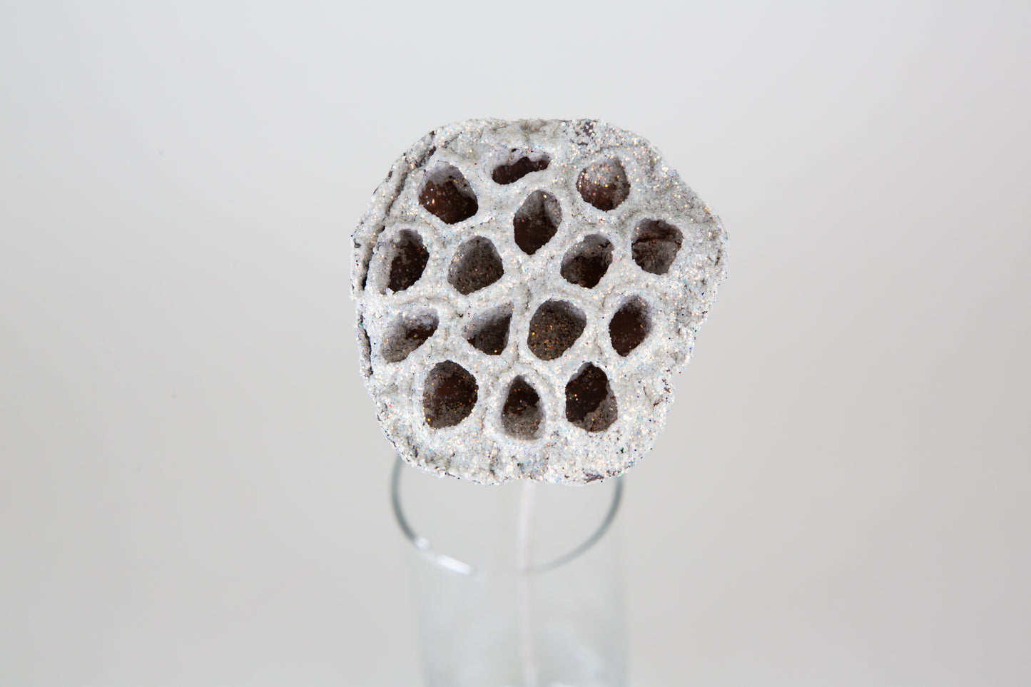 Lotus Pods 3-4" On a Pick