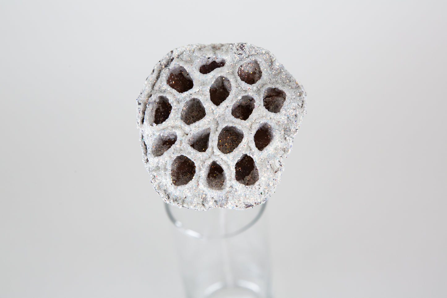 Lotus Pods 3-4" On a Pick