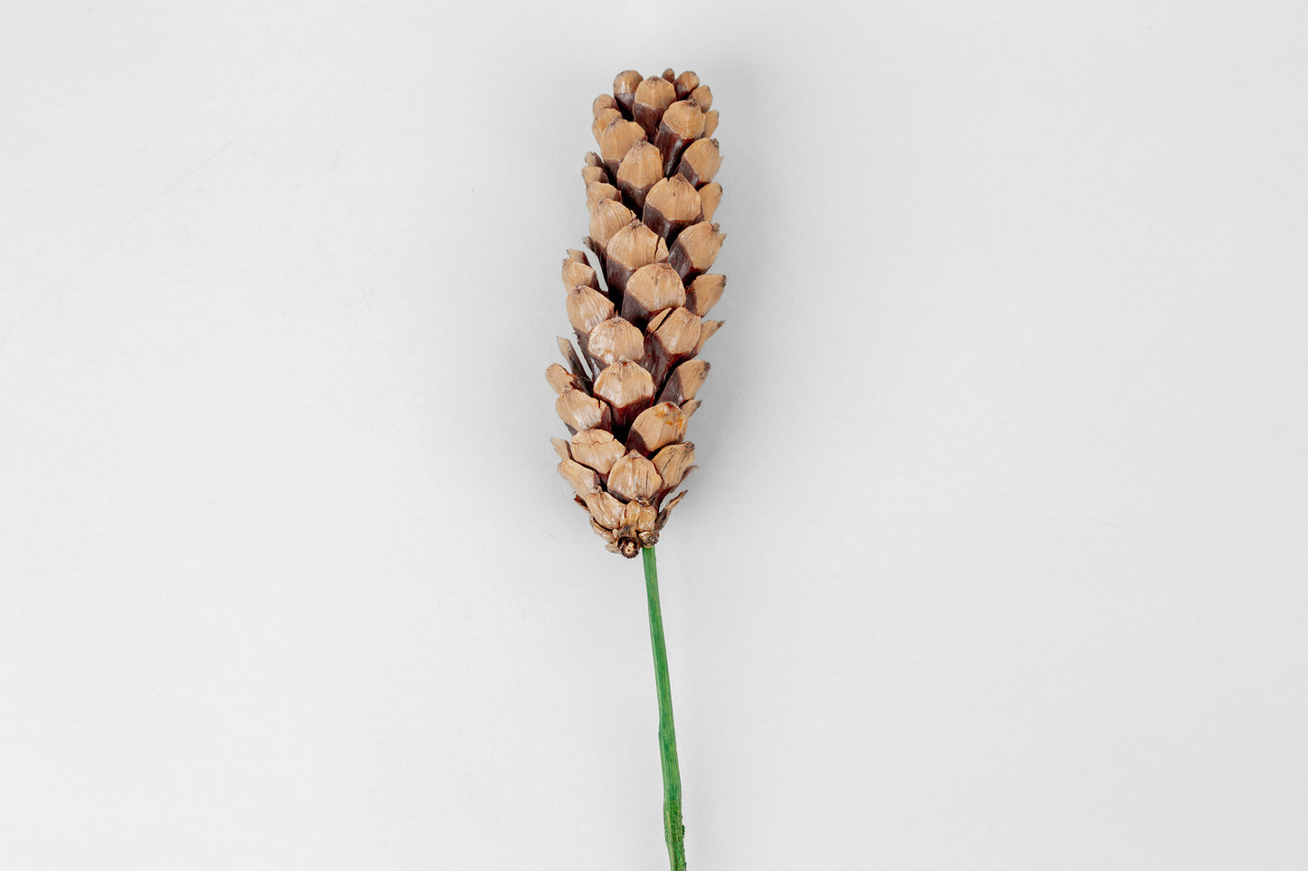 Strobius Cones with 6" wood pick 100pcs