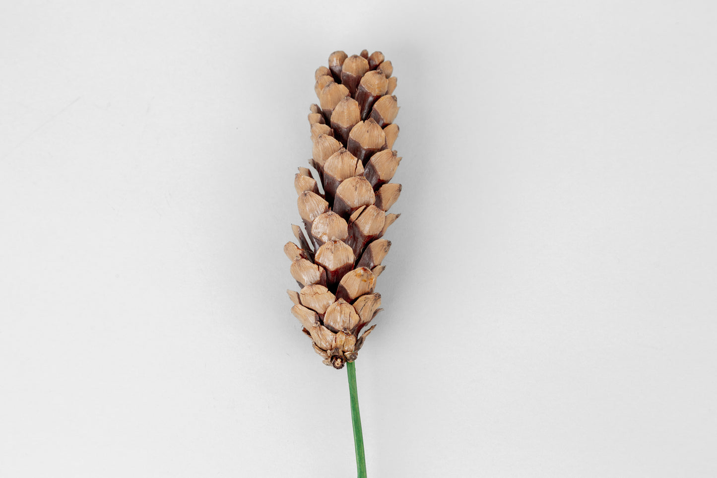 Strobius Cones with 6" wood pick 100pcs