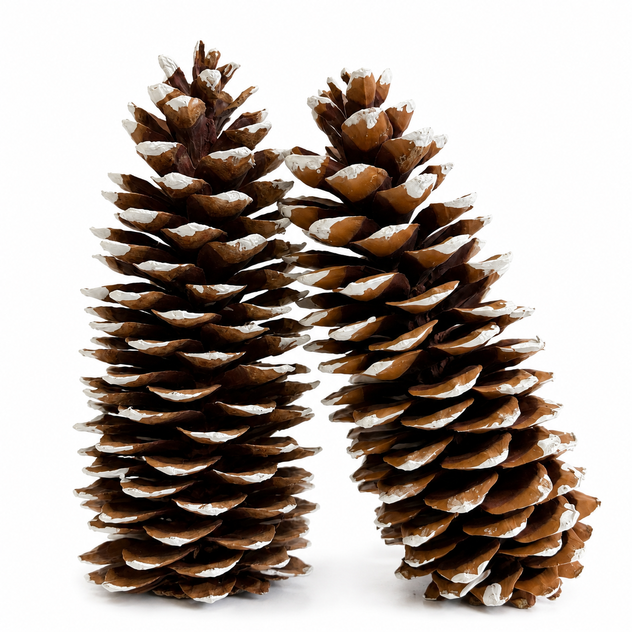White Tipped X-Large Pinecones- 9-14"