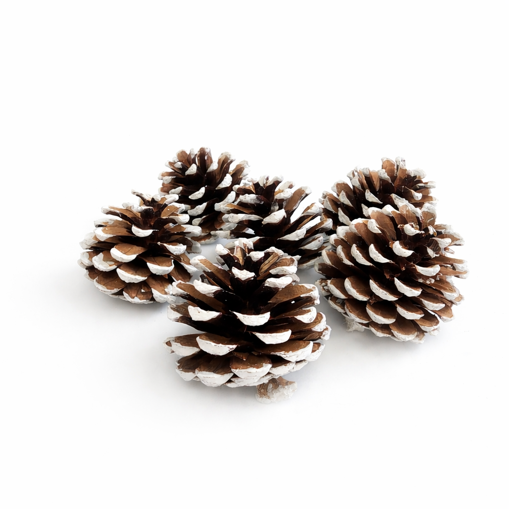 White Tipped Pinecone - 2-3"
