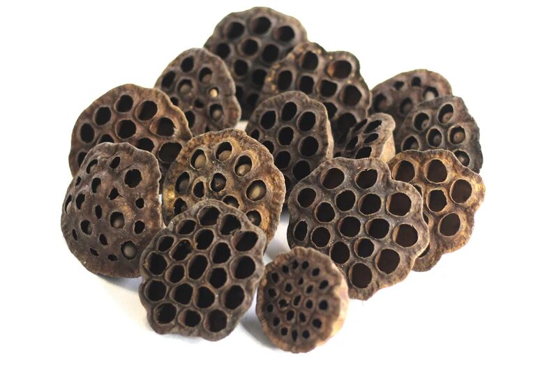Lotus Pod Heads 3-4" - 100 Pcs.