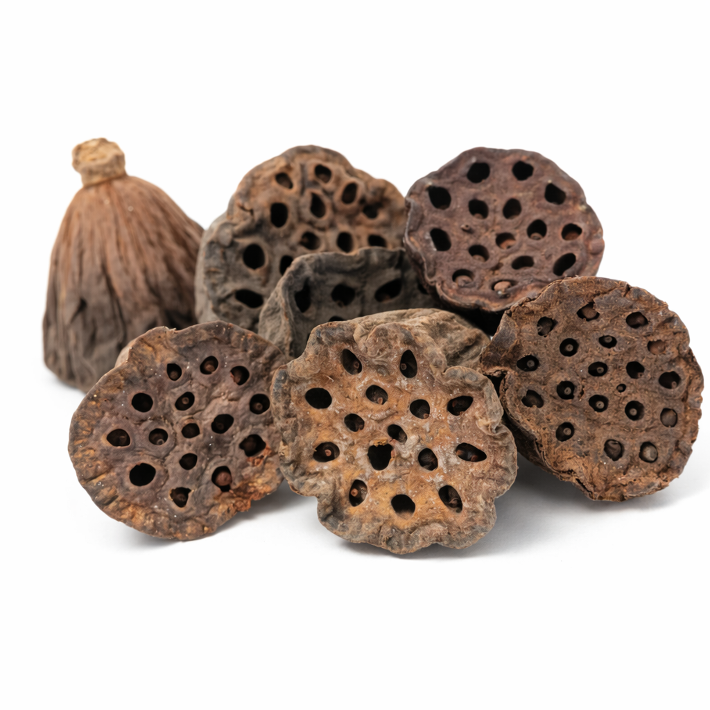 Mini Lotus Pods for Aquariums & Terrariums