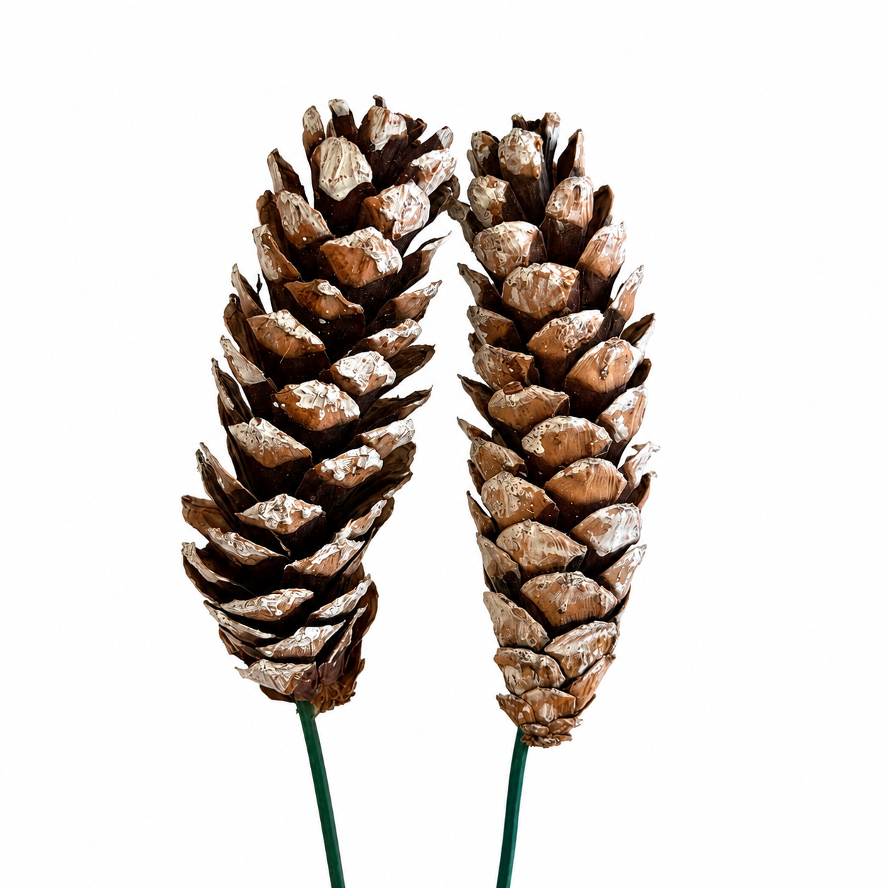Strobus Pinecone Pick - 6" Wood Stem