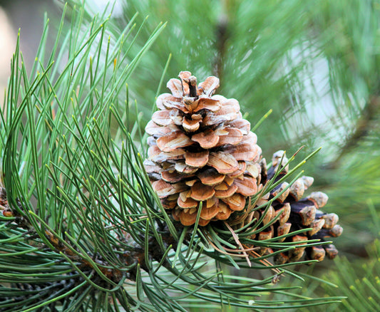 The Journey of a Pinecone: From Forest Floor to Home Decor