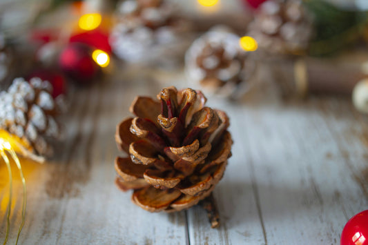 Why Pinecones Have Been Historical Symbols for Thousands of Years