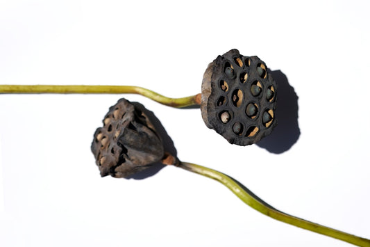 Why Dried Botanicals Last So Long